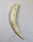 Sabertooth Tiger Fossil Tooth Replica Prehistoric Smilodon