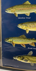 Vintage Fish Wisconsin Chart Poster 22  X 34   Department Of Tourism