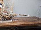 Standing Pheasant Mount With No Hunting Sign