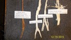 Whitetail Deer Sinew  9   2 Ounces  10-12 Lengths