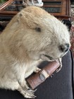 American Beaver Taxidermy  vintage  - Really Old   Really Cute   Free Shipping 