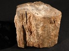 Very Well Defined Bark  100  Natural Petrified Wood Fossil Jurassic Utah 1880gr