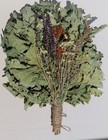 18st Oak Brooms herbs Sauna Banya Venik Whisks Eiche Eco 2026 Ukrainian Free Shi