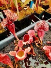 Sarracenia Mitcheliana    abg    X Rosea Heavy Veined  Simply The Best 