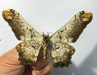 Saturniidae Loxolomia Serpentina     rar Female    brazil papered 