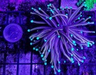 Hellfire Torch Coral - Single Head - Wysiwyg Live Coral Frag - Free Ship
