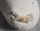 Rock Fossil Bone