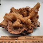 Botryoidal Agatized Coral Specimen   Suwanee River  Florida 6 X 4 1 2 X 3