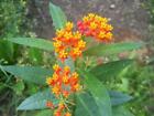 50 Seeds Tropical Milkweed 