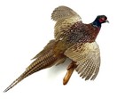 Ringneck Pheasant  phasianus Colchicus  Taxidermy Wall Mount  3