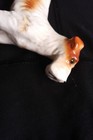 Vintage Wells Made Japan Porcelain Wire Hair Fox Terrier Dog Figurine Airedale