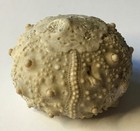 Fossilized  Cretaceous Sea Urchin Species Salenia Texana Echinoid Texas Road Cut