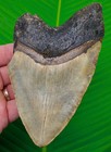 5 55    Megalodon Shark Tooth  Real Fossil No Restorations Sharks Teeth