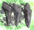 Megalodon Sharks Teeth 3 No Restorations Fossil Sharks Teeth Tooth