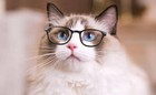 Dogs Cats Pets Glasses For Pet Small Dog Eye-wear Puppy Photos Props Sunglasses