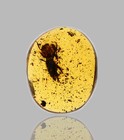 Passalopalpidae Scarab Beetle - Fossil Insect Inclusion In Burmese Amber