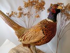 Ringneck Pheasant Taxidermy Standing Wood Base Dried Baby s Breath Flowers 1980s