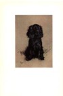 Vintage Cocker Spaniel Print 1920s Cecil Aldin Cocker Spaniel Wall Art 5002j