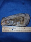 9 Oz Brazos Valley Petrified Wood Detailed Mineral Bands Natural   Unchanged 