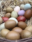 12 Fertile Hatching Eggs Chicken Organic Rainbow Black Copper Maran Mix 