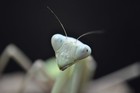 Giant Asian Mantis L2 l3 Nymph Hierodula Membranancea