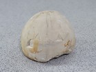 Echinoid Fossil Urchin Genuine Specimen Cretaceous