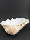 Large Vintage Natural Clam Shell 10  X 8  X 3   2 Lb 8 Oz