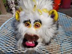 Vintage Taxidermy White Werewolf Sideshow Gaff Swamp Yokumonster Yetti Muppet