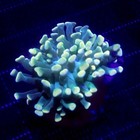 Green Stem Gold Tip Branching Hammer Coral Wysiwyg - Indigo Corals - Ic 3198
