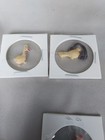 Lot 18 Vtg Celluloid Charms Prized Premiums Birds Exotic Waterfowl Farm Japan