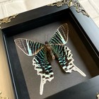 Green Banded Urania Moth  urania Leilus  Butterfly Baroque Box Display Frame
