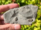Cummingella Belisama Fossil Trilobites Belgium Double Mississippian Age Bugs