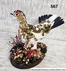 Willow Ptarmigan In Fall From Alaska  Unique Natural Bird Art  Desk-top Or Shelf