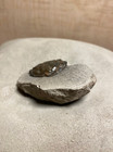 Pulalius Crab Fossil  Porter Washington  Usa