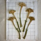 Datura Inoxia Flowers 25 Dried Moonflower 2024 Floral Craft Organic Thornapple