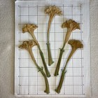 Datura Inoxia Flowers 25 Dried Moonflower 2025 Floral Craft Organic Thornapple