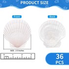 36pcs Natural Scallop Shells For Crafts  2-3 Inch White Sea Shells For Decora   