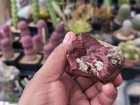 5 5oz Mexican Imperial Jasper Rough For Lapidary Or Display
