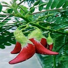 20 Hummingbird Tree Seeds  sesbania Grandiflora   agati  Flower Plant Fast Rare