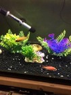 5pk Mixed Bushy Aquarium Plants  Amazing Colors  Thick And Bushy  Must See Pics 