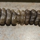 1 Extra Large   split  Rattlesnake Rattle Taxidermy  See Pics