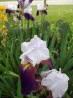 6x Mixed Varieties colors Bearded Iris Bulbs rhizomes Fresh free Shipping 
