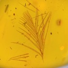 Feather In Burmese   Burmite Amber Fossil   100  Genuine Amber