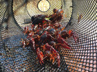 10 Pack Crawfish Trap Crawdads Crayfish Trap Torpedo Heavy Duty  By Kraken