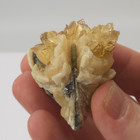 Ruck s Pit Calcite Clam Fossil - Mercenaria Permagna - Ft  Drum  Florida