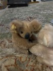 Vintage 1970s 1980s Koala Bear Clip On Toy Pencil Huggers Set Of 2 Australia Sou