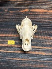Coyote Skull Animal Mount Man Cave Western Decor Craft Unique Gift Yard Lawn Art