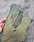 Ultra Rare Burgess Shale Ogygopsius Klotzi Trilobite Fossil Cambrian Canada