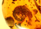 Nice Cretaceous Snail With Beetle In Burmese Amber Fossil Dinosaur Age