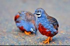 12 Button Quail Hatching Eggs Rare Exotic Colors  Chinese Painted 2nd Day Air 